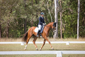 Veuve TEG dressage